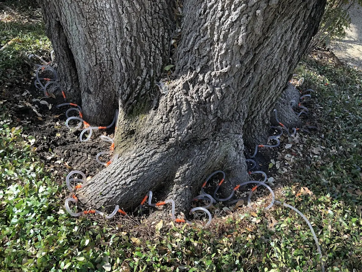 Detailed Shrub and Hedge Trimming job site in Rocksprings
